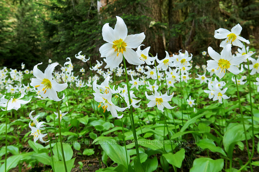 avalanche lilies (Erythronium montanum) [Northern Loop Trail, Mt. Rainier National Park, Pierce County, Washington]