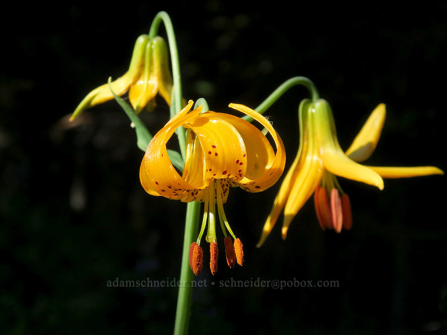 Columbia tiger lilies (Lilium columbianum) [Northern Loop Trail, Mt. Rainier National Park, Pierce County, Washington]
