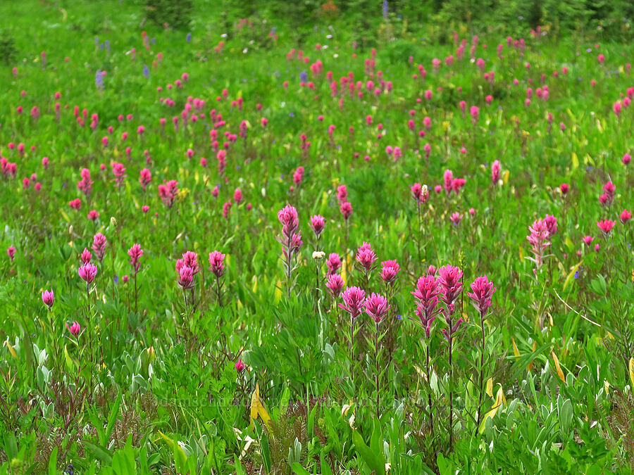 magenta paintbrush (Castilleja parviflora var. oreopola) [Grand Park, Mt. Rainier National Park, Pierce County, Washington]