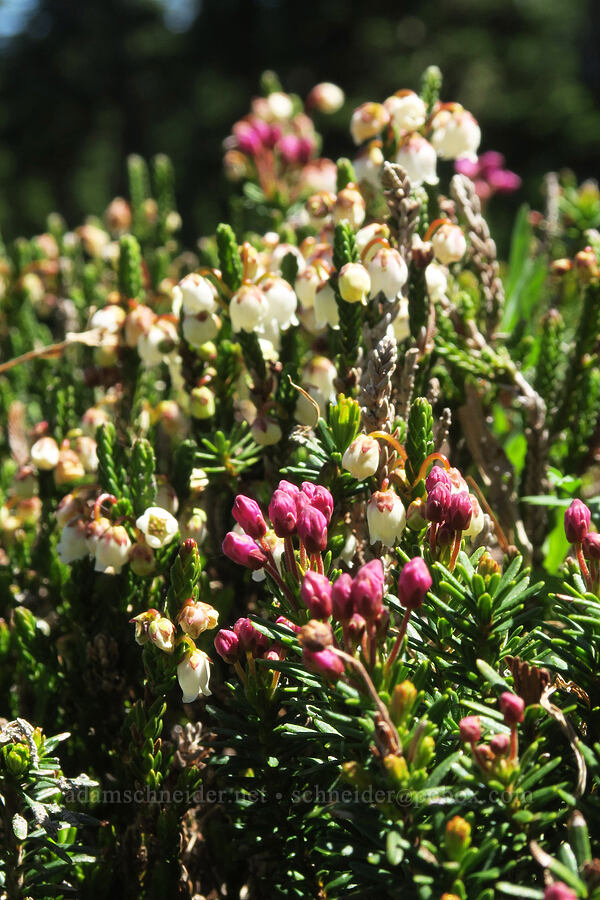pink & white mountain heather (Phyllodoce empetriformis, Cassiope mertensiana) [Wy'east Basin, Mt. Hood Wilderness, Hood River County, Oregon]