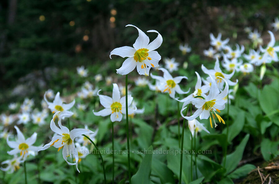 avalanche lilies (Erythronium montanum) [Eden Park Trail, Mt. Hood Wilderness, Hood River County, Oregon]