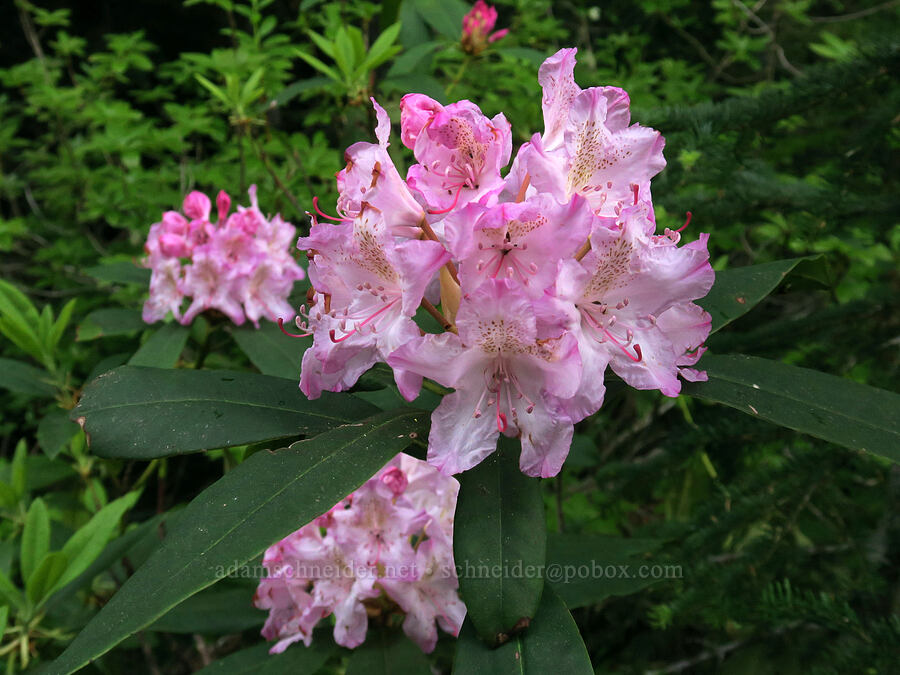 western rhododendron (Rhododendron macrophyllum) [Vista Ridge Trail, Mt. Hood National Forest, Hood River County, Oregon]