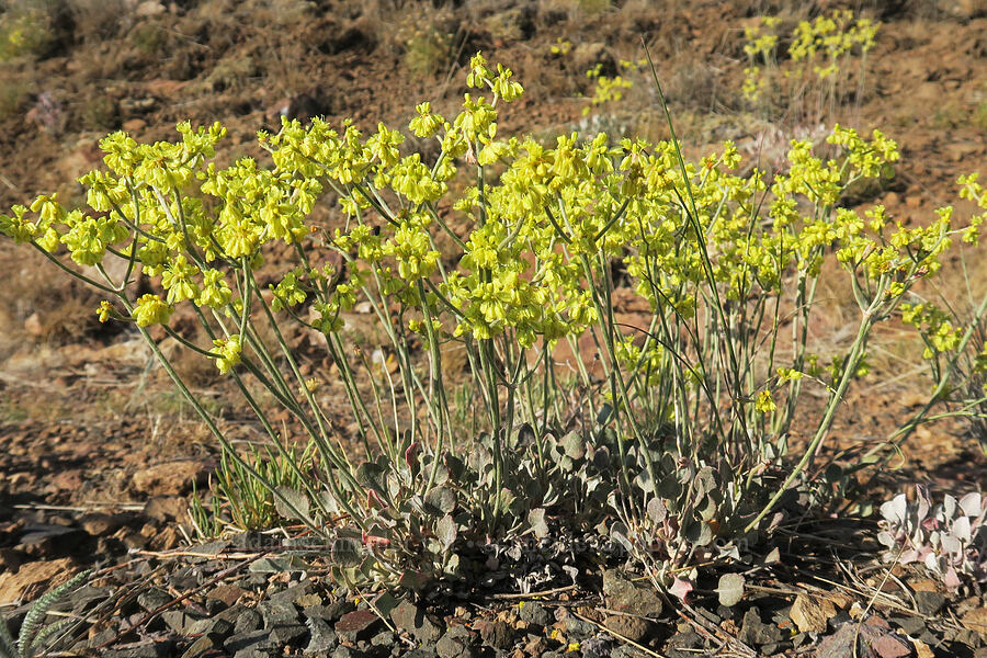 Goose Lake buckwheat (Eriogonum strictum var. anserinum) [Grizzly Mountain, Crook County, Oregon]