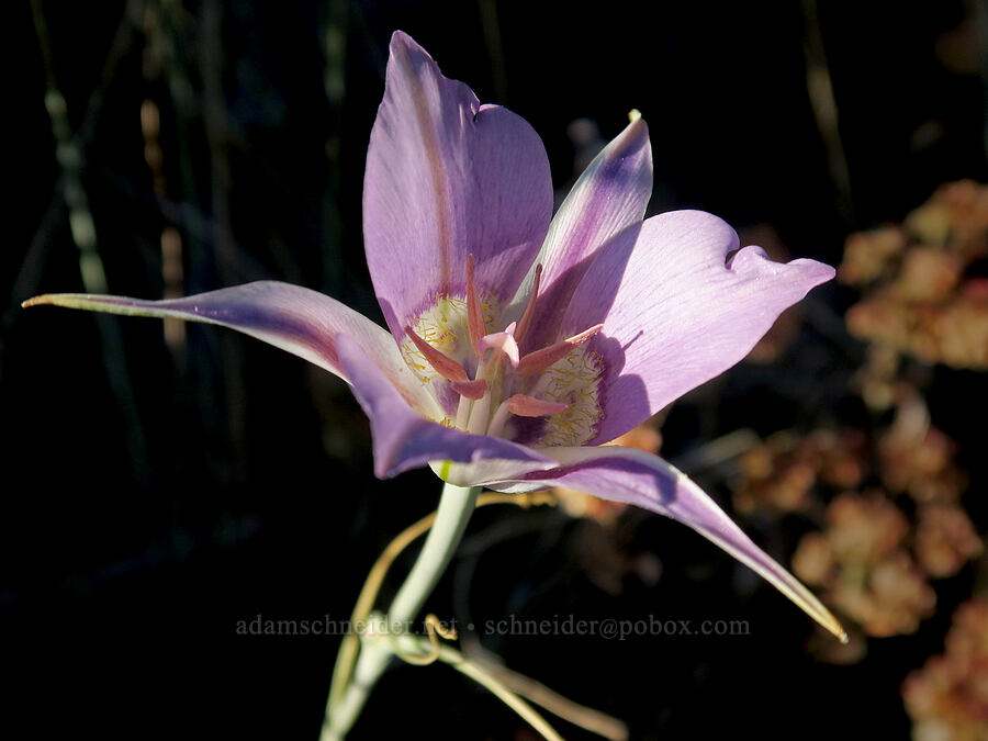 sagebrush mariposa lily (Calochortus macrocarpus) [Grizzly Mountain, Crook County, Oregon]