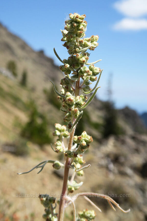boreal sagewort (northern wormwood) (Artemisia borealis (Artemisia campestris var. borealis)) [Buckhorn Mountain Trail, Buckhorn Wilderness, Jefferson County, Washington]
