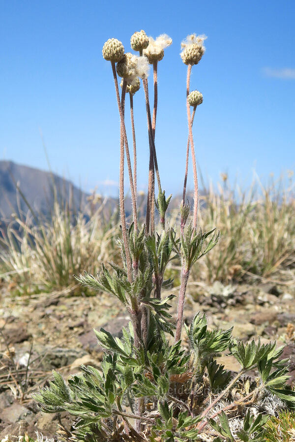 cut-leaf anemone seed heads (Anemone multifida) [Buckhorn Mountain Trail, Buckhorn Wilderness, Jefferson County, Washington]