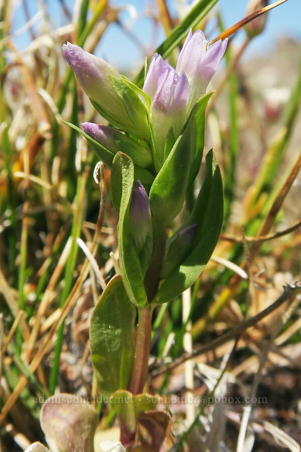 northern gentian (Gentianella amarella ssp. acuta (Gentiana acuta)) [Buckhorn Mountain Trail, Buckhorn Wilderness, Jefferson County, Washington]