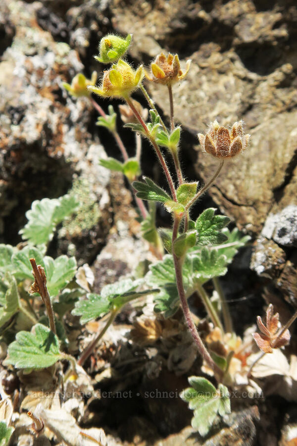 hairy cinquefoil, going to seed (Potentilla villosa) [Buckhorn Mountain, Buckhorn Wilderness, Jefferson County, Washington]
