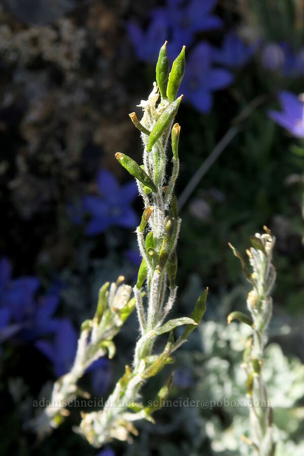 alpine smelowskia, going to seed (Smelowskia americana (Smelowskia calycina var. americana)) [Buckhorn Mountain, Buckhorn Wilderness, Jefferson County, Washington]