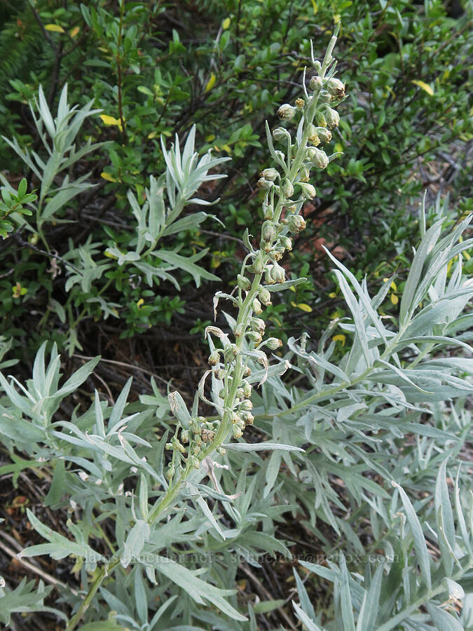 gray sagewort (Artemisia ludoviciana) [Upper Big Quilcene Trail, Buckhorn Wilderness, Jefferson County, Washington]