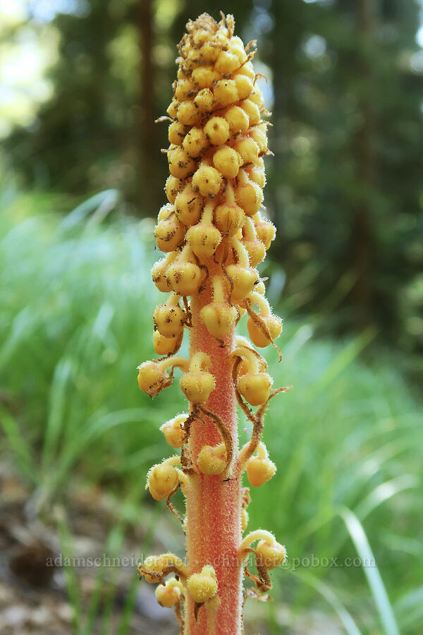 pinedrops, budding (Pterospora andromedea) [Twin Lakes Trail, Wallowa-Whitman National Forest, Baker County, Oregon]