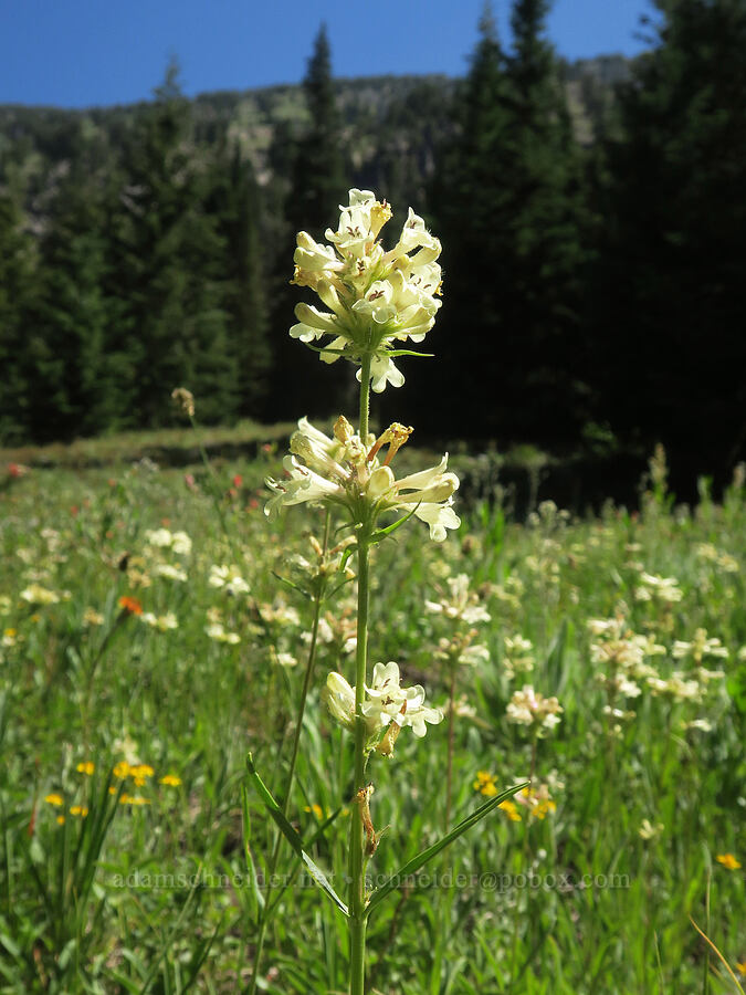 sulphur penstemon, yellow form (Penstemon attenuatus) [Twin Lakes Trail, Wallowa-Whitman National Forest, Baker County, Oregon]