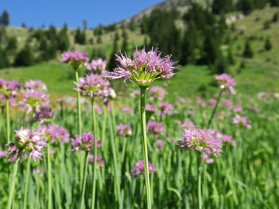 swamp onions (Allium validum) [Twin Lakes Trail, Wallowa-Whitman National Forest, Baker County, Oregon]