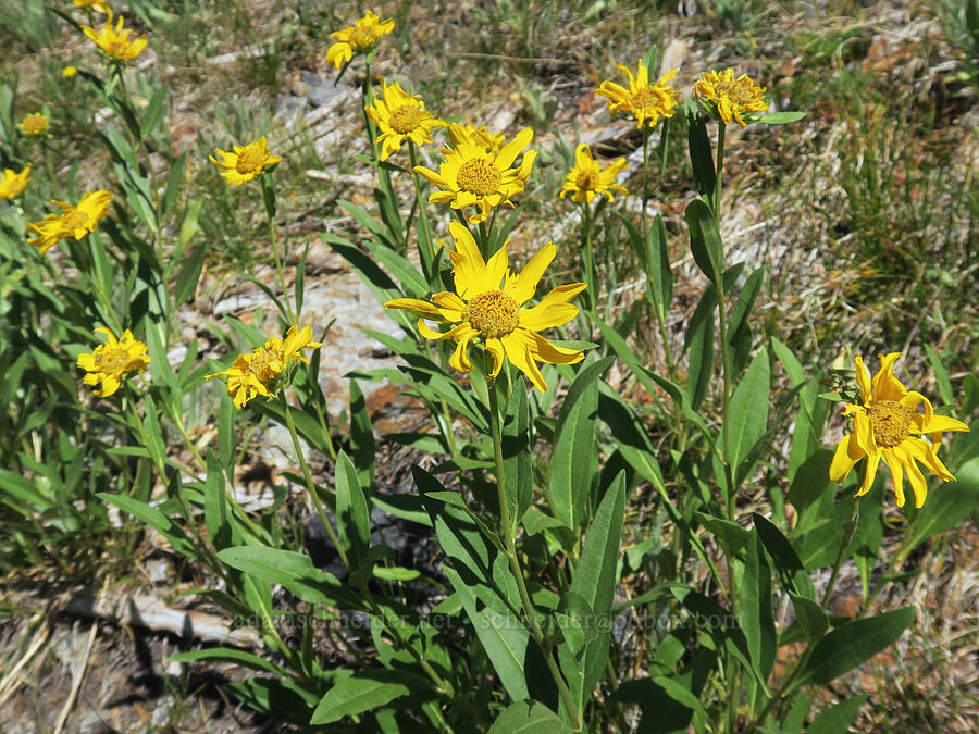 Douglas' sunflower (Helianthella uniflora var. douglasii) [Twin Lakes Trail, Wallowa-Whitman National Forest, Baker County, Oregon]