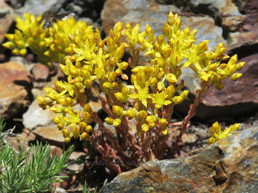 lance-leaf stonecrop (Sedum lanceolatum) [Elkhorn Crest Trail, Wallowa-Whitman National Forest, Baker County, Oregon]