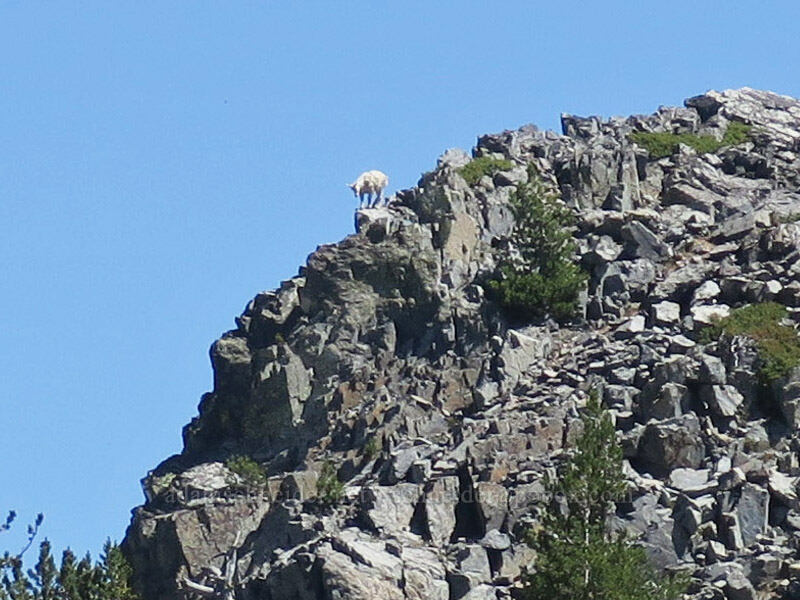 distant mountain goat (Oreamnos americanus) [Rock Creek Butte, Wallowa-Whitman National Forest, Baker County, Oregon]