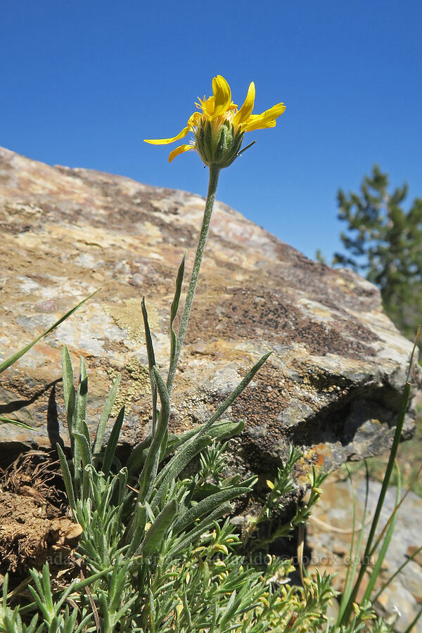 woolly goldenweed (Stenotus lanuginosus (Haplopappus lanuginosus)) [Rock Creek Butte, Wallowa-Whitman National Forest, Baker County, Oregon]