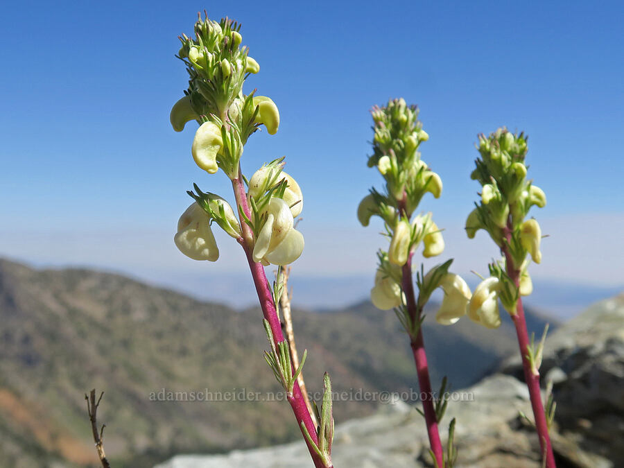 coiled-beak lousewort (Pedicularis contorta) [Rock Creek Butte, Wallowa-Whitman National Forest, Baker County, Oregon]
