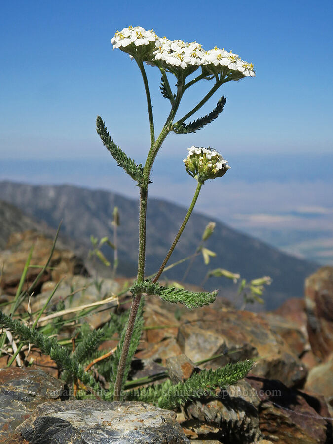 yarrow (Achillea millefolium) [Rock Creek Butte, Wallowa-Whitman National Forest, Baker County, Oregon]
