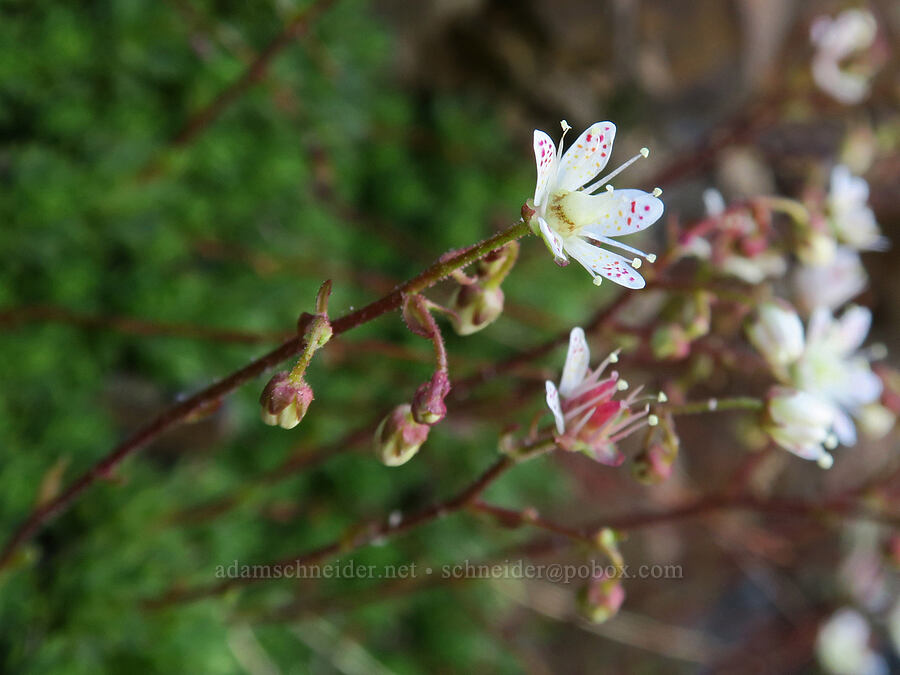 spotted saxifrage (Saxifraga bronchialis ssp. austromontana (Saxifraga austromontana)) [Rock Creek Butte, Wallowa-Whitman National Forest, Baker County, Oregon]