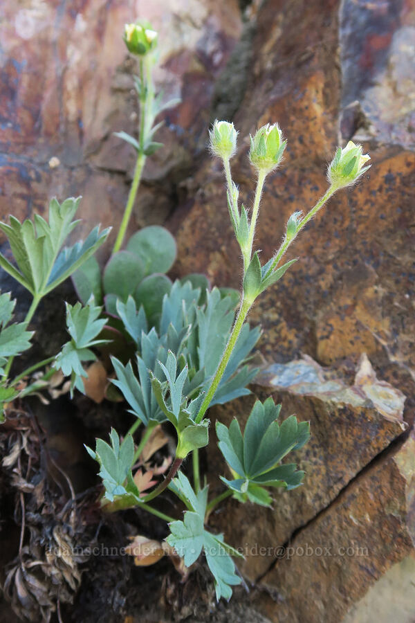blue-leaf cinquefoil (Potentilla glaucophylla (Potentilla diversifolia var. glaucophylla)) [Rock Creek Butte, Wallowa-Whitman National Forest, Baker County, Oregon]