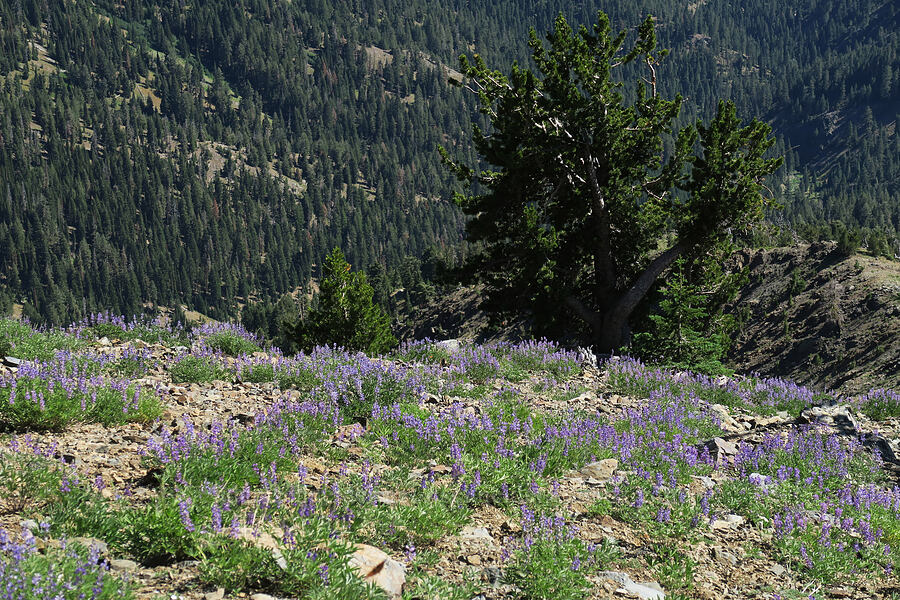 lupines (Lupinus sp.) [Rock Creek Butte, Wallowa-Whitman National Forest, Baker County, Oregon]