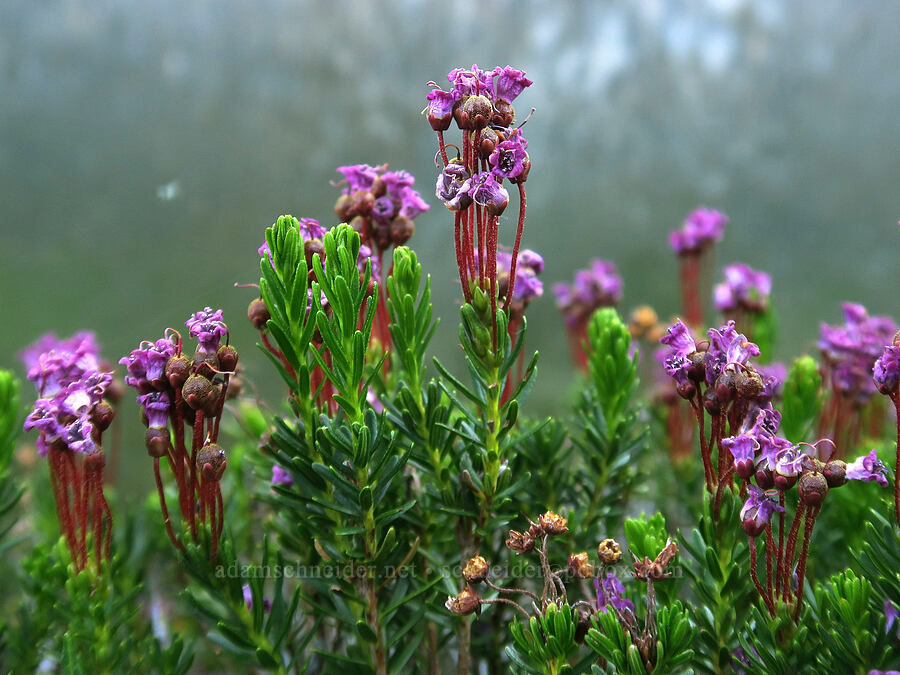 pink mountain heather, fading (Phyllodoce empetriformis) [Upper Twin Lake, Wallowa-Whitman National Forest, Baker County, Oregon]