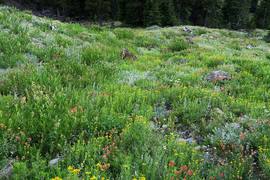 wildflowers [Twin Lakes Trail, Wallowa-Whitman National Forest, Baker County, Oregon]