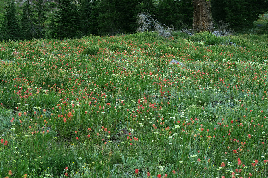 wildflowers [Twin Lakes Trail, Wallowa-Whitman National Forest, Baker County, Oregon]
