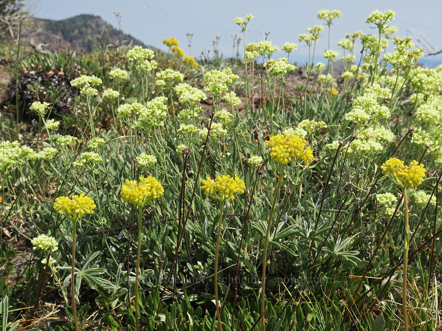 yellow buckwheat & parsnip-flower buckwheat (Eriogonum flavum var. piperi, Eriogonum heracleoides) [above the Road's End Trail, Strawberry Mountain Wilderness, Grant County, Oregon]