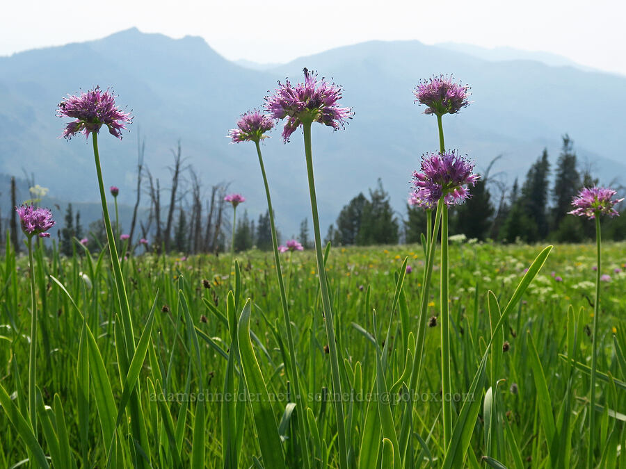 swamp onions (Allium validum) [Onion Creek Trail, Strawberry Mountain Wilderness, Grant County, Oregon]