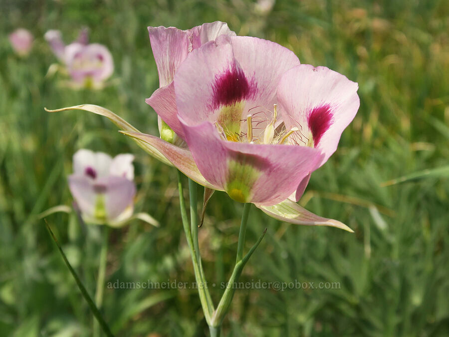 pink big-pod mariposa lilies (Calochortus eurycarpus) [Forest Road 2010, Malheur National Forest, Grant County, Oregon]