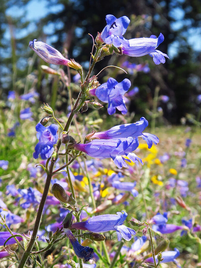 mountain blue penstemon (?) (Penstemon laetus var. sagittatus) [Forest Road 1035-350, Rogue River-Siskiyou National Forest, Jackson County, Oregon]
