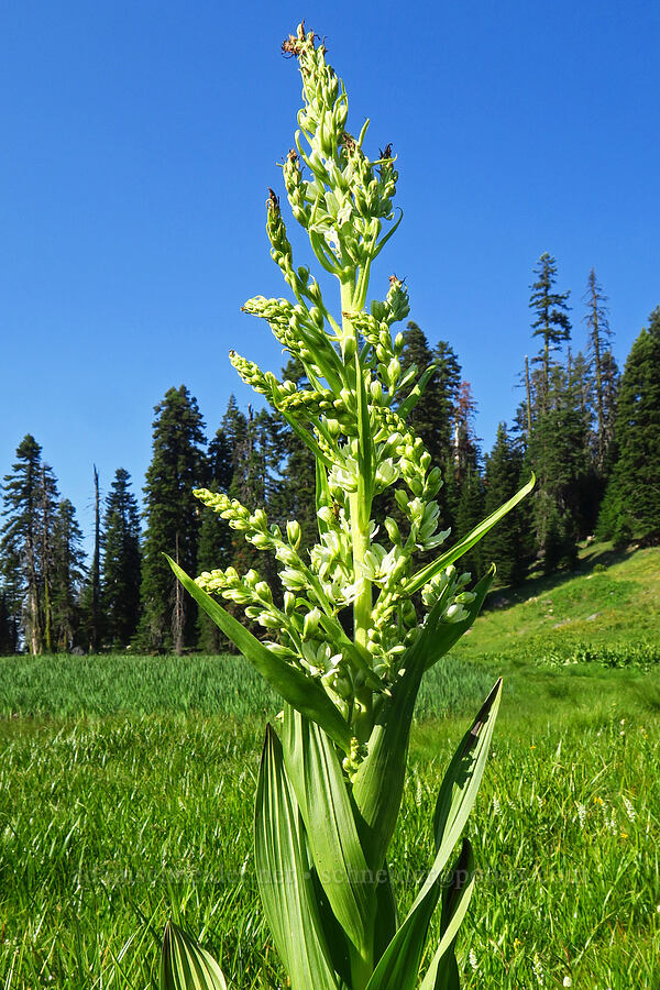 California corn-lily (Veratrum californicum) [Hinkle Lake Trail, Rogue River-Siskiyou National Forest, Josephine County, Oregon]