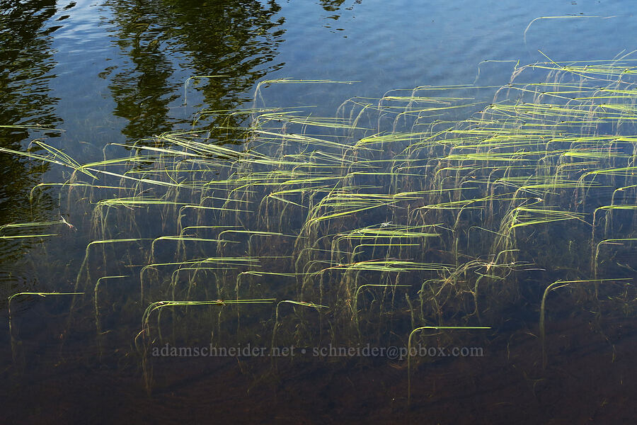 narrow-leaf (floating) bur-reed leaves (Sparganium angustifolium) [Damfino Lakes Trail, Mt. Baker-Snoqualmie National Forest, Whatcom County, Washington]