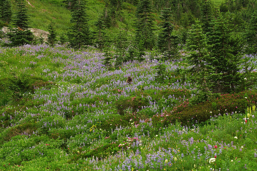 wildflowers (and a marmot) (Lupinus latifolius, Phyllodoce empetriformis, Arnica latifolia, Valeriana sitchensis, Marmota caligata) [Skyline Trail, Mt. Rainier National Park, Pierce County, Washington]