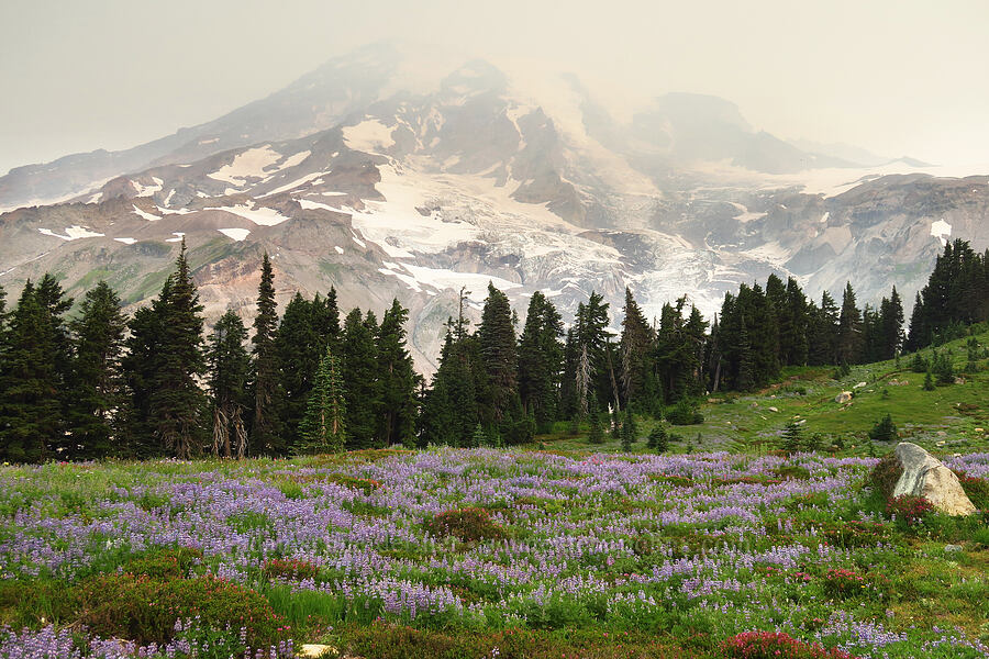 lupines & Mount Rainier (Lupinus latifolius) [Skyline Trail, Mt. Rainier National Park, Pierce County, Washington]