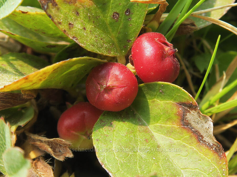 alpine wintergreen berries (Gaultheria humifusa) [Skyline Trail, Mt. Rainier National Park, Pierce County, Washington]