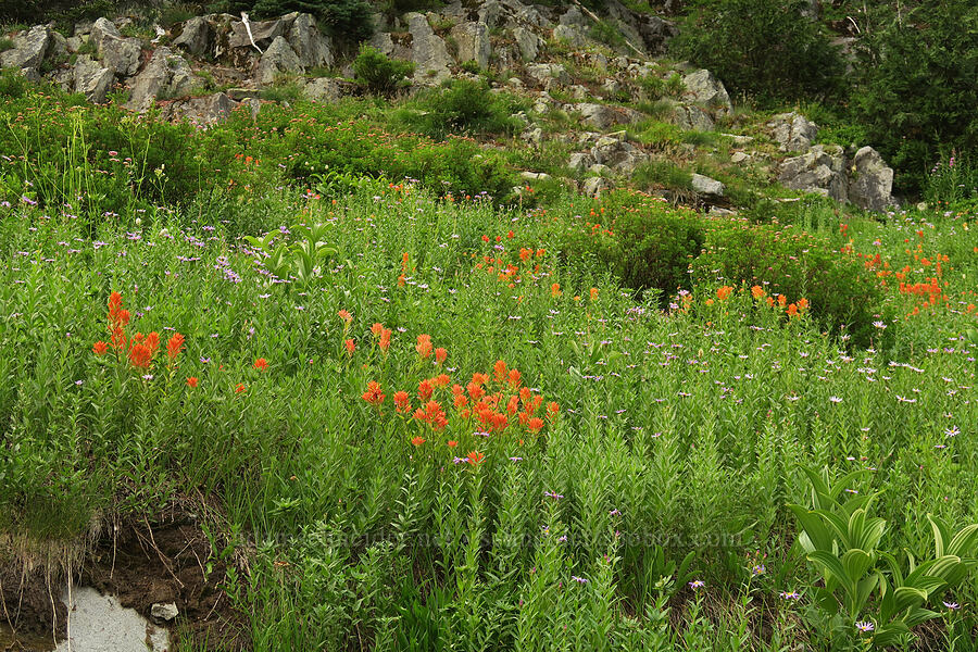 scarlet paintbrush & Cascade asters (Eucephalus ledophyllus (Aster ledophyllus)) [Skyline Trail, Mt. Rainier National Park, Pierce County, Washington]