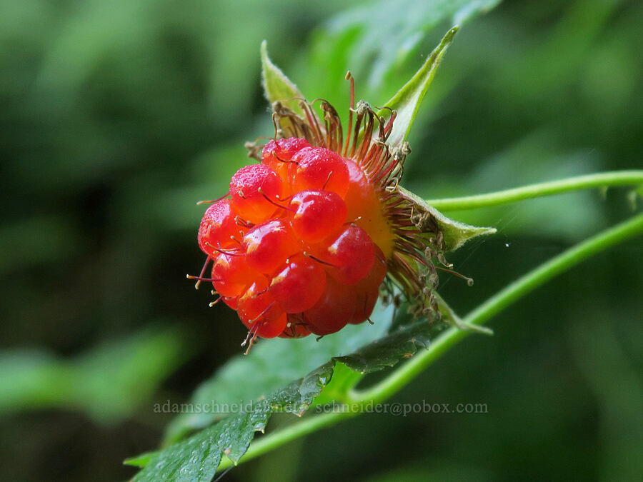 salmonberry (Rubus spectabilis) [Comet Falls-Van Trump Trail, Mt. Rainier National Park, Pierce County, Washington]