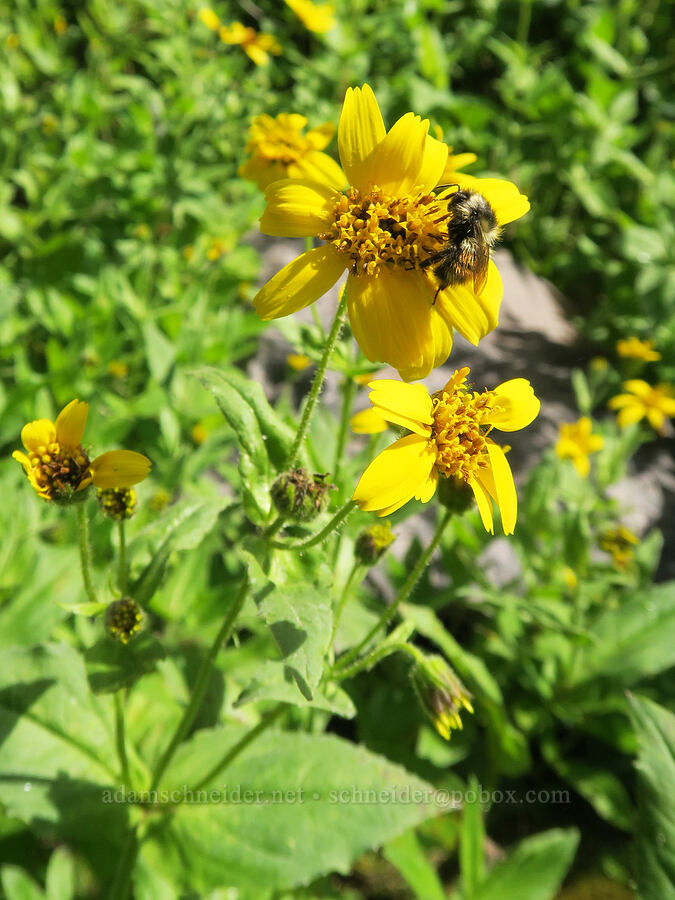 bumblebee on streambank arnica (Bombus sp., Arnica lanceolata ssp. prima (Arnica amplexicaulis)) [Comet Falls, Mt. Rainier National Park, Pierce County, Washington]
