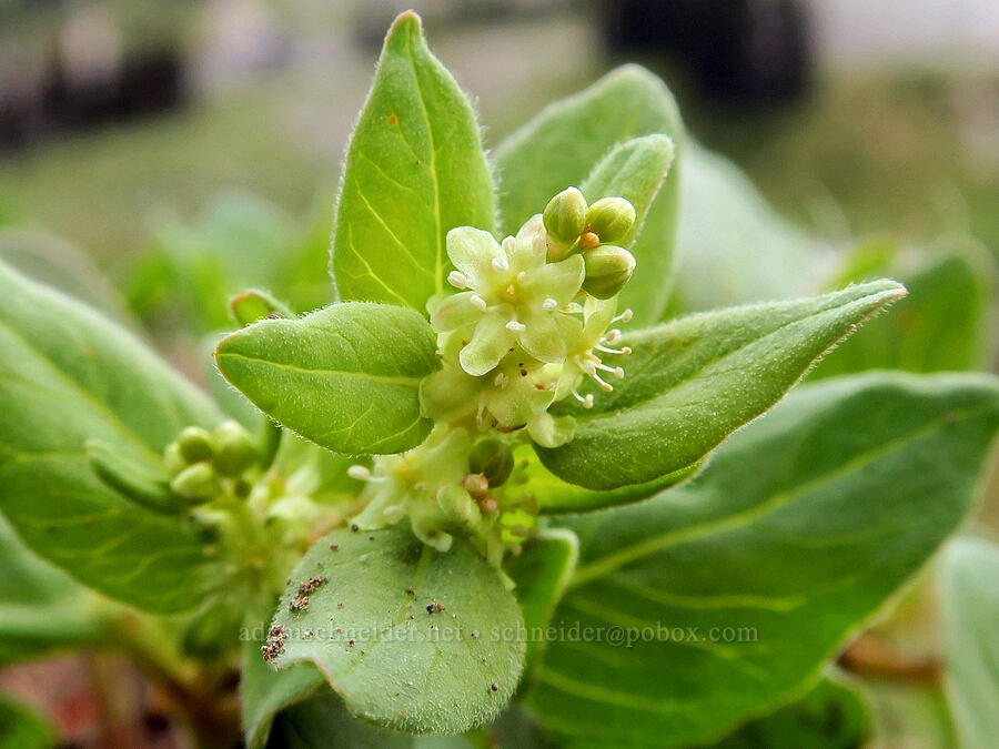 Davis' knotweed (Aconogonon davisiae (Koenigia davisiae) (Polygonum newberryi)) [Van Trump Park, Mt. Rainier National Park, Pierce County, Washington]