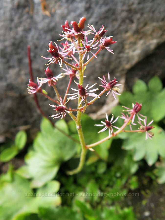 Nelson's saxifrage (Micranthes nelsoniana var. cascadensis (Saxifraga nelsoniana)) [above Van Trump Park, Mt. Rainier National Park, Pierce County, Washington]