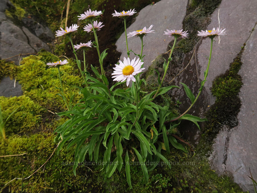 subalpine fleabane (Erigeron glacialis var. glacialis) [above Van Trump Park, Mt. Rainier National Park, Pierce County, Washington]
