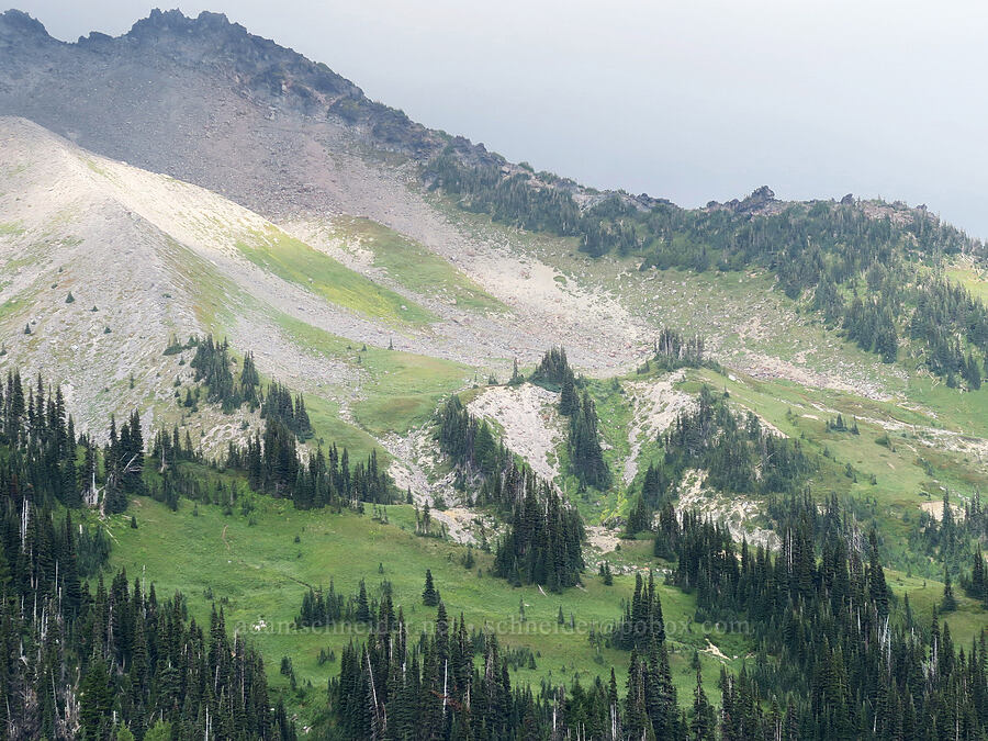 distant mountain goats (Oreamnos americanus) [Mildred Point, Mt. Rainier National Park, Pierce County, Washington]