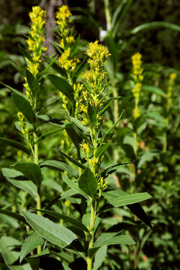 goldenrod (Solidago sp.) [Tomyhoi Lake Trail, Mt. Baker-Snoqualmie National Forest, Whatcom County, Washington]