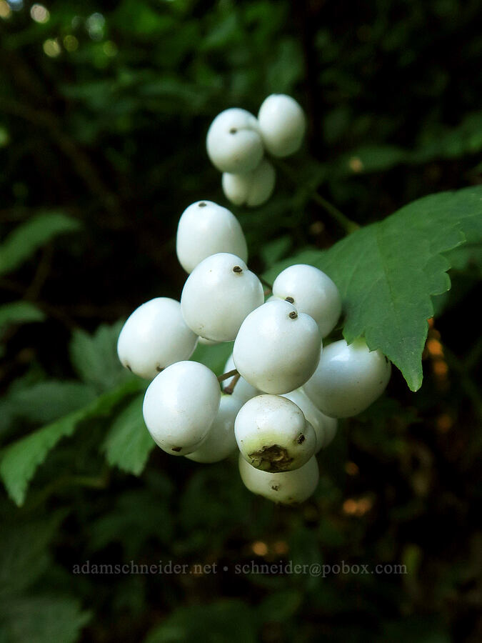 white baneberries (Actaea rubra) [Tomyhoi Lake Trail, Mt. Baker-Snoqualmie National Forest, Whatcom County, Washington]