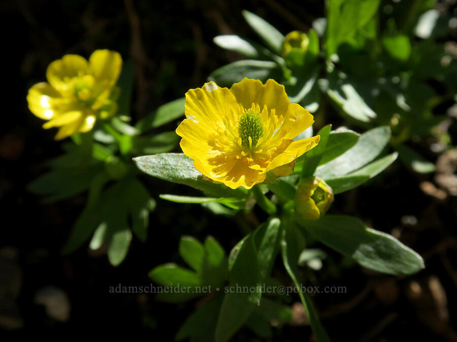 snow buttercup (Ranunculus eschscholtzii) [Yellow Aster Butte Trail, Mt. Baker Wilderness, Whatcom County, Washington]
