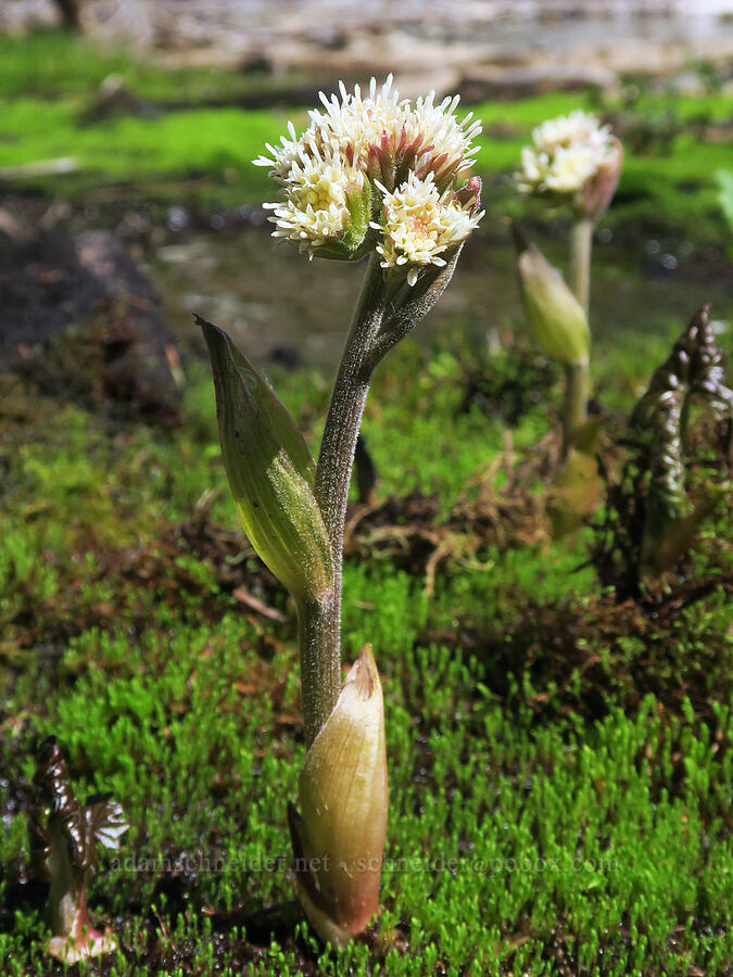 arctic colt's-foot flowers (Petasites frigidus var. frigidus) [Yellow Aster Butte Trail, Mt. Baker Wilderness, Whatcom County, Washington]