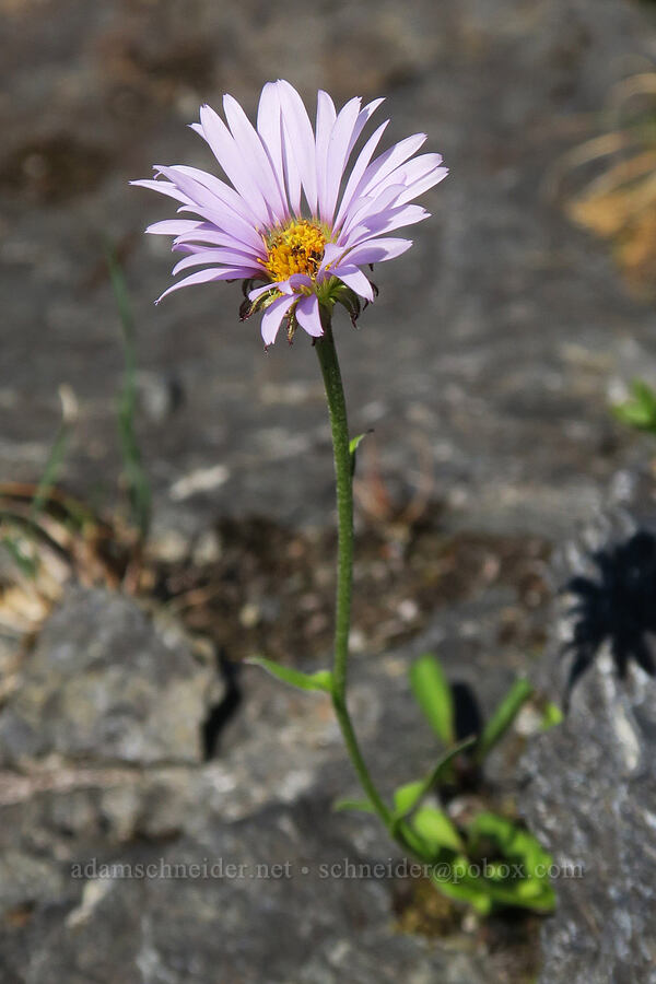 subalpine fleabane, growing from a rock (Erigeron glacialis var. glacialis) [below Yellow Aster Butte, Mt. Baker Wilderness, Whatcom County, Washington]